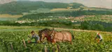 Robert Lougheed, Vineyard at Chadrat, Oil on board