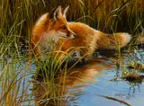 Bonnie Marris, Red Fox In Scott's Pond, Oil on board