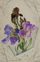 Barbara Latham, Iris, Watercolor