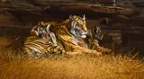 Gary Swanson, Untitled (Resting tigers), Oil on board