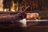 Julie Jeppsen, Untitled (Bull elk crossing stream), Oil on canvas