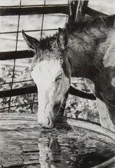 Brenda Murphy, A Small Sip, Graphite