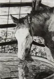 Brenda Murphy, A Small Sip, Graphite