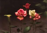Daniel Sprick, Roses, Oil on board