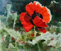 Joseph Bohler, Poppies, Watercolor