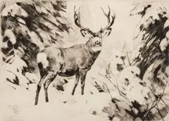 Carl Rungius, Mule Deer, Etching