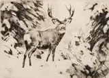 Carl Rungius, Mule Deer, Etching
