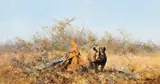David Shepherd, Rhino by a Deadwood Anthill, Oil on canvas