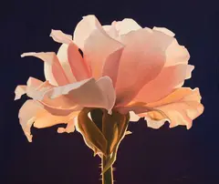 Peach Rose by Ed Mell, Oil on canvas, sold Apr 2026