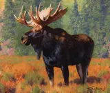 Tucker Smith, Bull Moose study, Oil on board