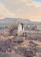James Morgan, Sage Grouse, Oil on canvas