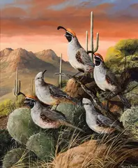 Trevor Swanson, Arizona Quail, Oil on canvas