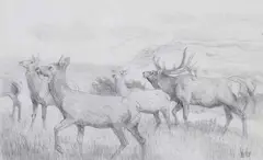 Bob Kuhn, Elk, Graphite