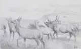 Bob Kuhn, Elk, Graphite