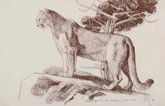 Bob Kuhn, Cougar, Conte