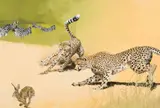 Mark Eberhard, Cheetahs Hunting, Oil on canvas