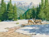 Wayne Wolfe, Rocky Mountain Mule Deer, Oil on board