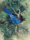 Ken Carlson, Stellers Jay, Oil on canvas