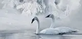 Mark Kelso, A Winter Ballad, Oil on board