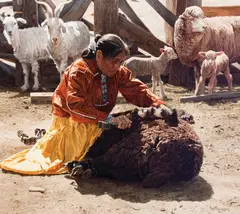 Ray Swanson, Shearing the Prized Dark Wool, Oil on canvas