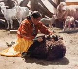 Ray Swanson, Shearing the Prized Dark Wool