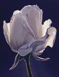 Ed Mell, Silver Rose Bud