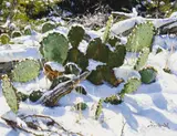 Mark Haworth, Chilled Texas Pears, Oil on board