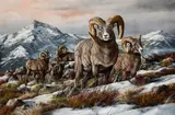 Trevor Swanson, Untitled (Big Horn Sheep), Oil on canvas