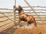 Bonnie Marris, Untitled (Horse), Oil on board
