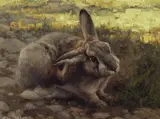 Greg Beecham, Untitled (Hare), Oil on board