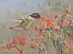 James Morgan, Fairy Duster & Calliope Hummer, Oil on linen mounted to board