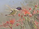 James Morgan, Fairy Duster & Calliope Hummer, Oil on linen mounted to board