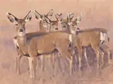James Morgan, On alert, Oil on board