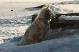 Ray Swanson, Alaskan Dog, Oil on board