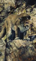 Libby Berry, Untitled (Cougar), Oil on canvas