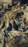 Libby Berry, Untitled (Cougar), Oil on canvas