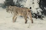 Ken Carlson, Lynx in Winter, Oil on board