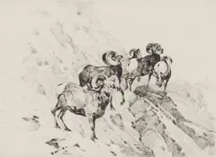 Rams by Carl Rungius, Etching, sold Apr 2025