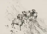 Carl Rungius, Rams, Etching