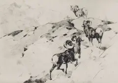 Alarmed by Carl Rungius, Etching, sold Apr 2025