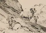 Carl Rungius, Siesta, Etching
