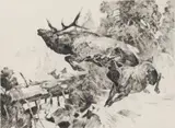 Carl Rungius, Stampede, Etching