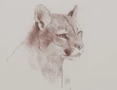 Bob Kuhn, Mountain Lion, Pencil drawing