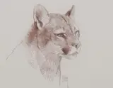 Bob Kuhn, Mountain Lion, Pencil drawing