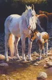 Bonnie Marris, Evening on Cold Water Creek, Oil on canvas