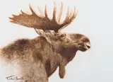 Tucker Smith, Untitled (Moose), Oil on board
