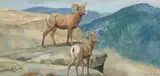 Kenneth Riley, Kanagan, British Columbia - Bighorn, Acrylic on board