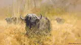 David Shepherd, Water Buffalo in Tall Grass, Oil on canvas