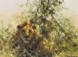 David Shepherd, Reclining Lion/Brambles, Oil on canvas
