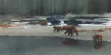 Morten Solberg, Bears, Watercolor